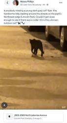 Found/Stray Unknown Cat last seen North edge of Lincoln Park, Chicago, IL 60614