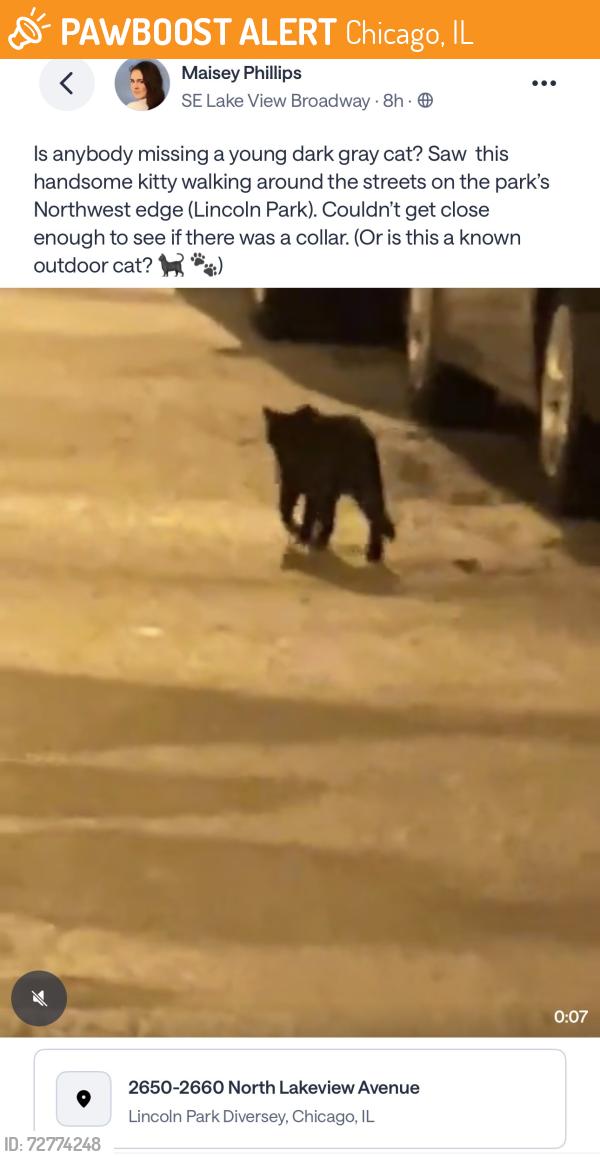 Found/Stray Unknown Cat last seen North edge of Lincoln Park, Chicago, IL 60614