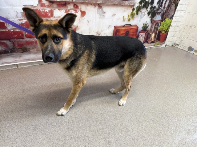 Shelter Stray Male Dog last seen COLOMA X PARK AVE, San Bernardino, CA 92401