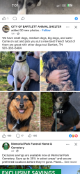 Found/Stray Unknown Dog last seen Bartlett animal shelter , Bartlett, TN 38135