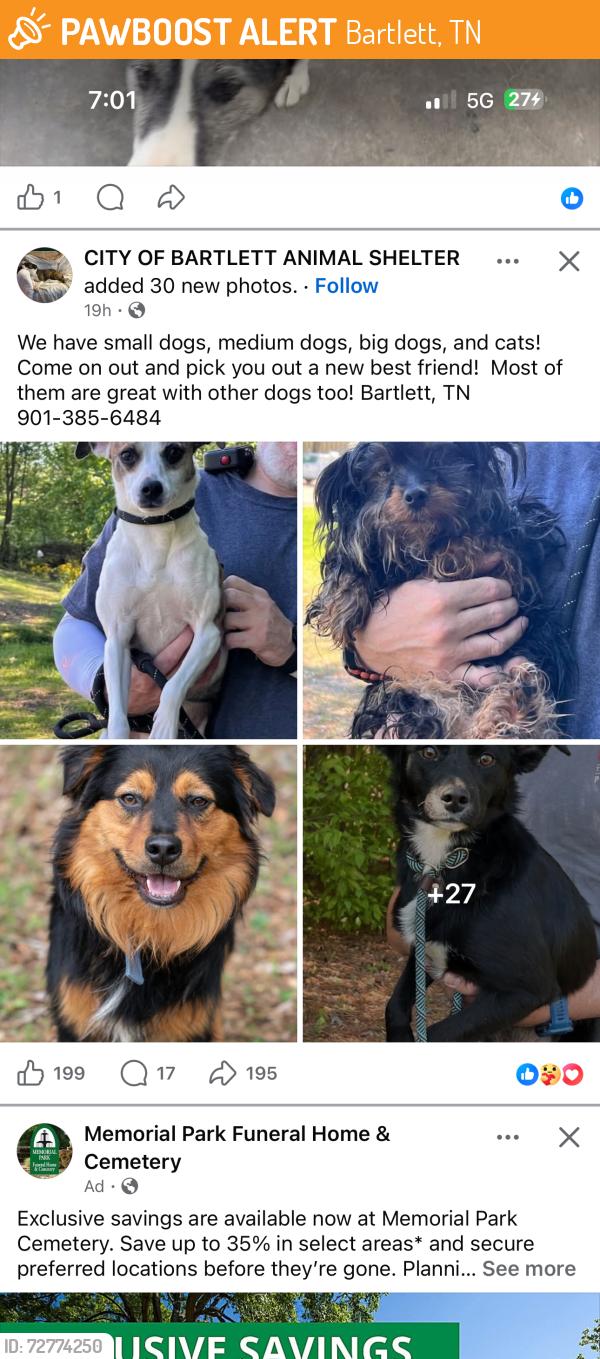 Found/Stray Unknown Dog last seen Bartlett animal shelter , Bartlett, TN 38135