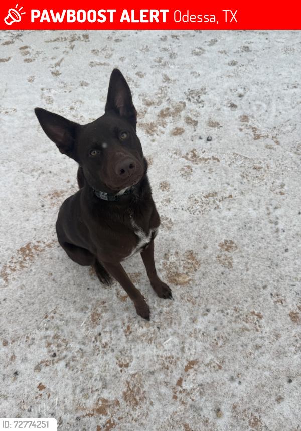 Lost Male Dog last seen Avenida De Mexico, Odessa, TX 79761