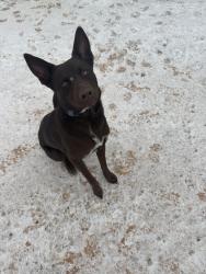 Lost Male Dog last seen Avenida De Mexico, Odessa, TX 79761