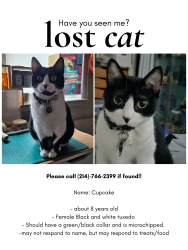 Lost Female Cat last seen Ruger Dr and Ruger Ct, Plano, TX 75023