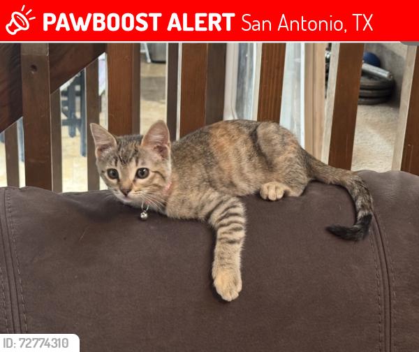Lost Female Cat last seen copperfield road and rob roy ln, San Antonio, TX 78251