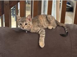 Lost Female Cat last seen copperfield road and rob roy ln, San Antonio, TX 78251