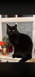 Lost Male Cat last seen Norton canes, Norton Canes, England WS11 9AX