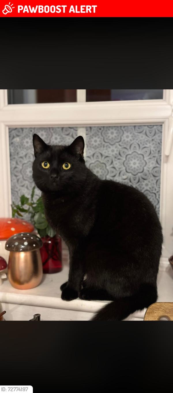 Lost Male Cat last seen Norton canes, Norton Canes, England WS11 9AX