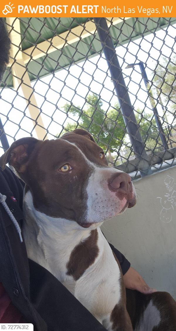 Found/Stray Male Dog last seen Oak island and commerce , North Las Vegas, NV 89030