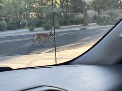 Lost Unknown Dog last seen Talavera community , Indio, CA 92203