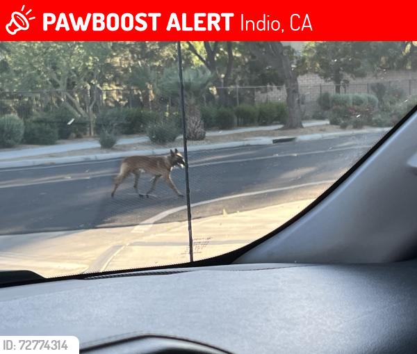 Lost Unknown Dog last seen Talavera community , Indio, CA 92203