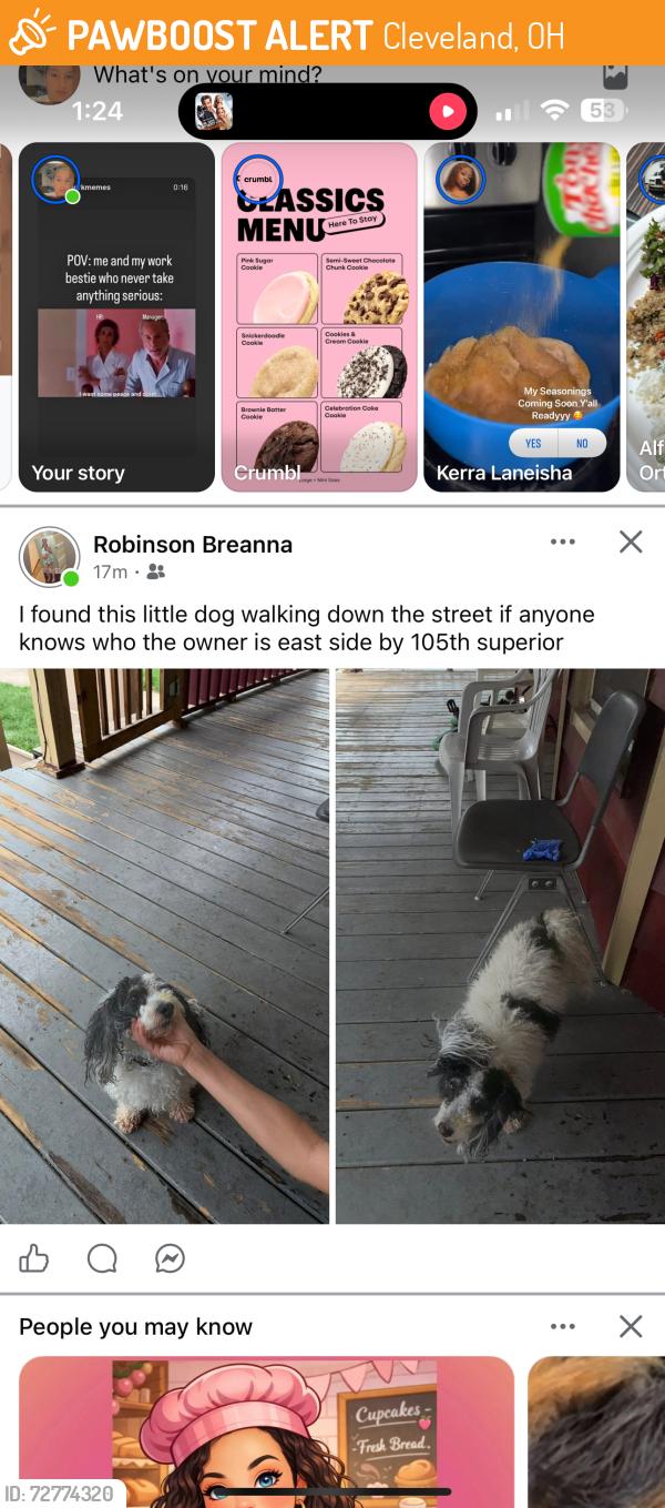 Found/Stray Unknown Dog last seen Eastside on 105 and superior , Cleveland, OH 44106