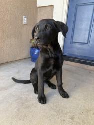 Found/Stray Female Dog last seen She was roaming by Cedar Middle School , Hesperia, CA 92344