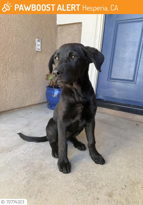 Found/Stray Female Dog last seen She was roaming by Cedar Middle School , Hesperia, CA 92344