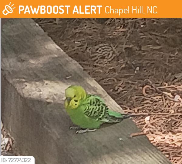 Found/Stray Unknown Bird last seen Providence, Chapel Hill, NC 27514