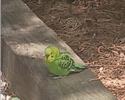 Found/Stray Unknown Bird last seen Providence, Chapel Hill, NC 27514