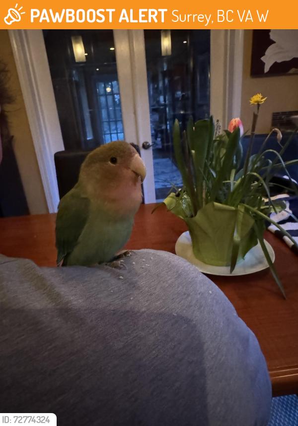 Found/Stray Unknown Bird last seen 140th & 24th, Surrey, BC V4A 9W8