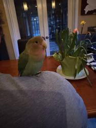 Found/Stray Unknown Bird last seen 140th & 24th, Surrey, BC V4A 9W8