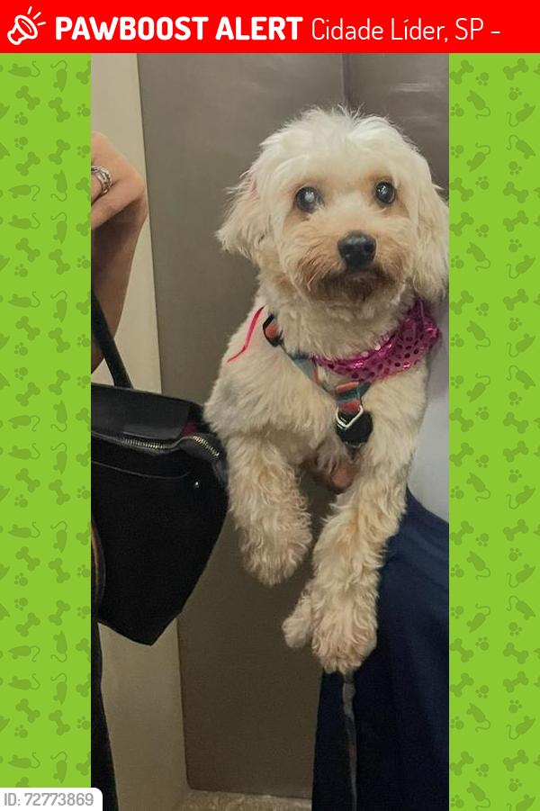 Lost Female Dog last seen rua genjibira , Cidade Líder, SP 08280-070