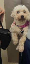 Lost Female Dog last seen rua genjibira , Cidade Líder, SP 08280-070