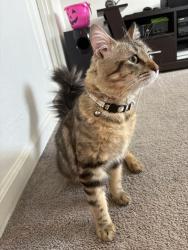 Found/Stray Male Cat last seen Ford rd x Norwood ave, Sacramento, CA 95838