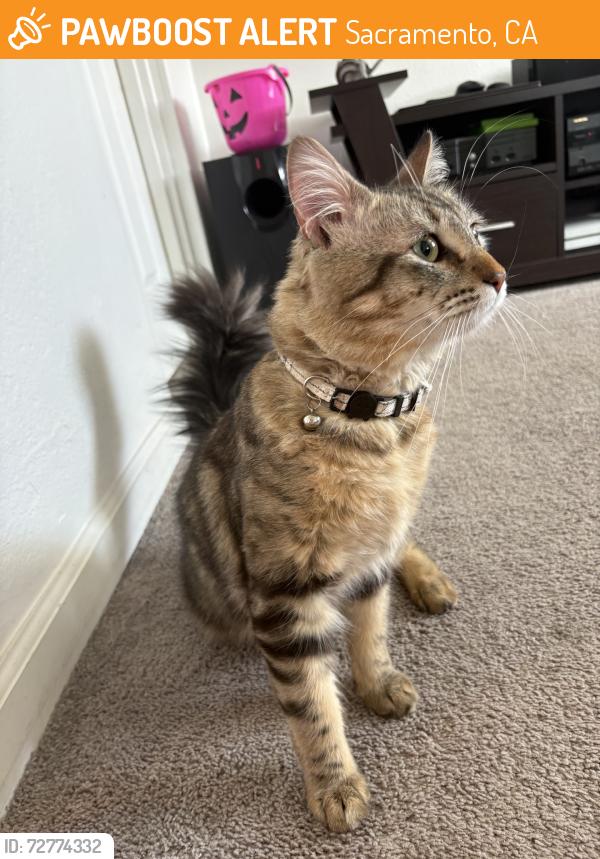 Found/Stray Male Cat last seen Ford rd x Norwood ave, Sacramento, CA 95838