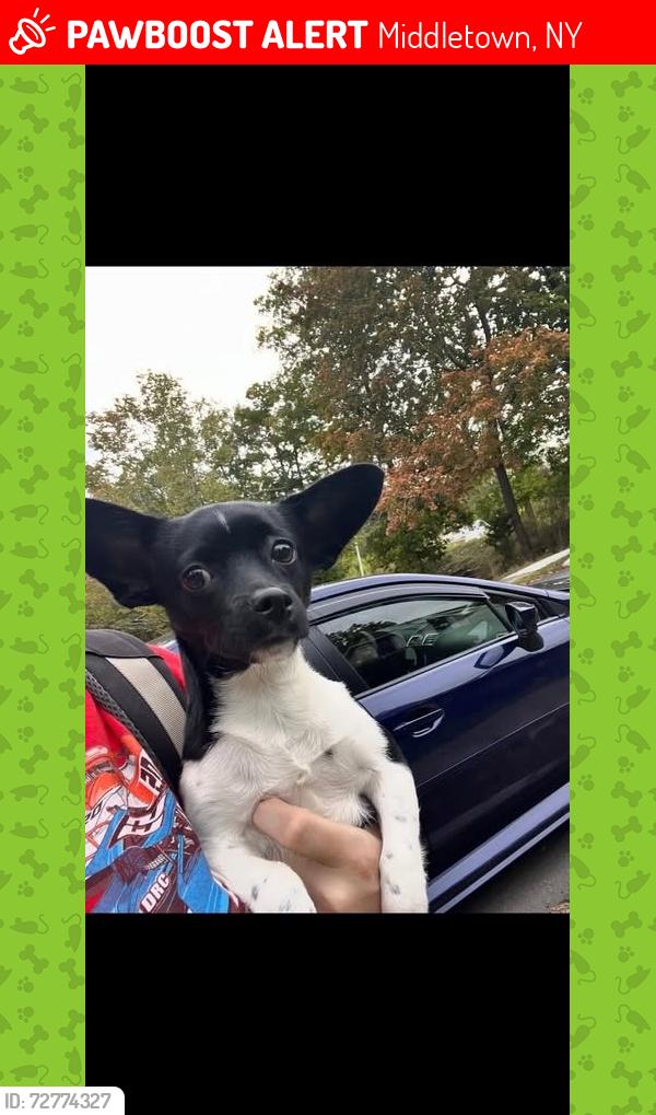 Lost Female Dog last seen MIDDLETOWN - NY - 1-84 - MM 16 call 914- 420-9917- 845-381-4089, Middletown, NY 10940