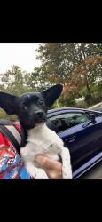 Lost Female Dog last seen MIDDLETOWN - NY - 1-84 - MM 16 call 914- 420-9917- 845-381-4089, Middletown, NY 10940