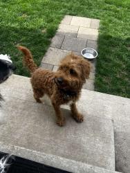 Found/Stray Male Dog last seen in my yard , Columbus, OH 43229