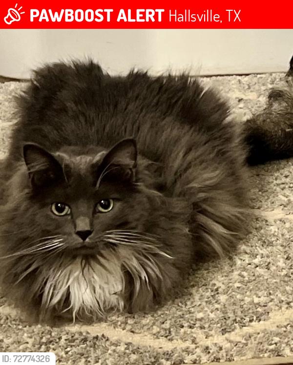Lost Female Cat last seen Off 450 behind The Highlands , Hallsville, TX 75650