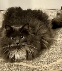 Lost Female Cat last seen Off 450 behind The Highlands , Hallsville, TX 75650