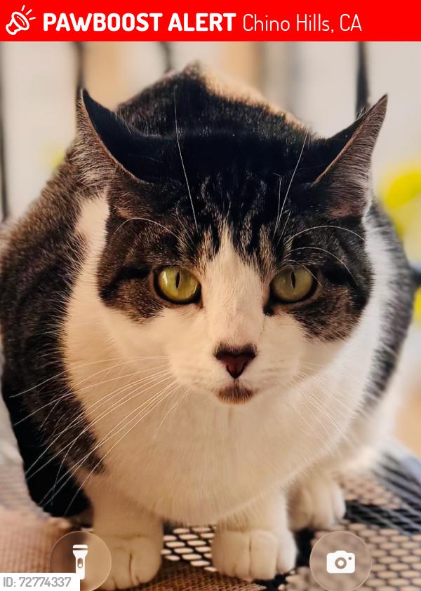 Lost Female Cat last seen Ellington Way and Bristol Lane, Chino Hills CA, Chino Hills, CA 91709