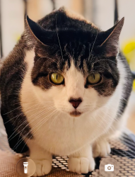 Lost Female Cat last seen Ellington Way and Bristol Lane, Chino Hills CA, Chino Hills, CA 91709