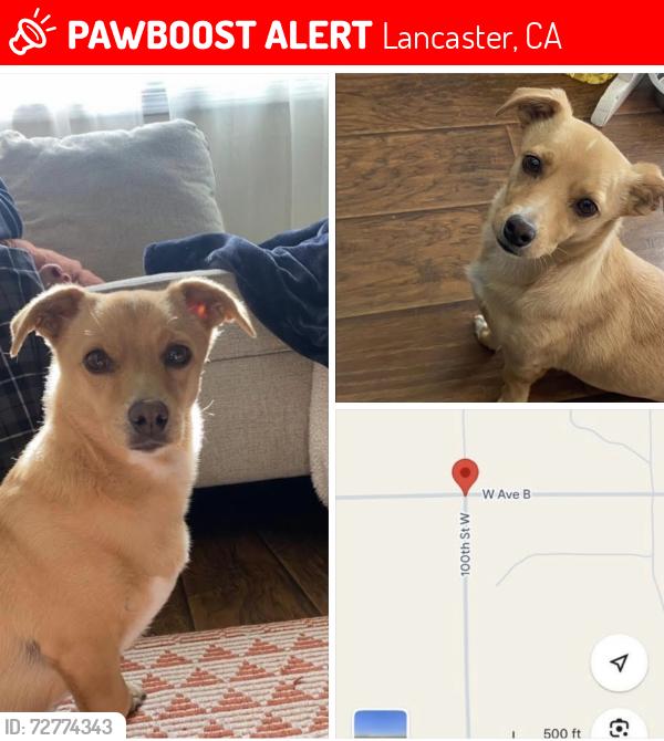 Lost Male Dog last seen Ave B and 100th street west, Lancaster, CA 93536