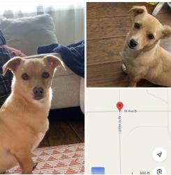 Lost Male Dog last seen Ave B and 100th street west, Lancaster, CA 93536