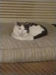 Lost Female Cat last seen Derbyshire and minor Arlington heights il 60004, Arlington Heights, IL 60004