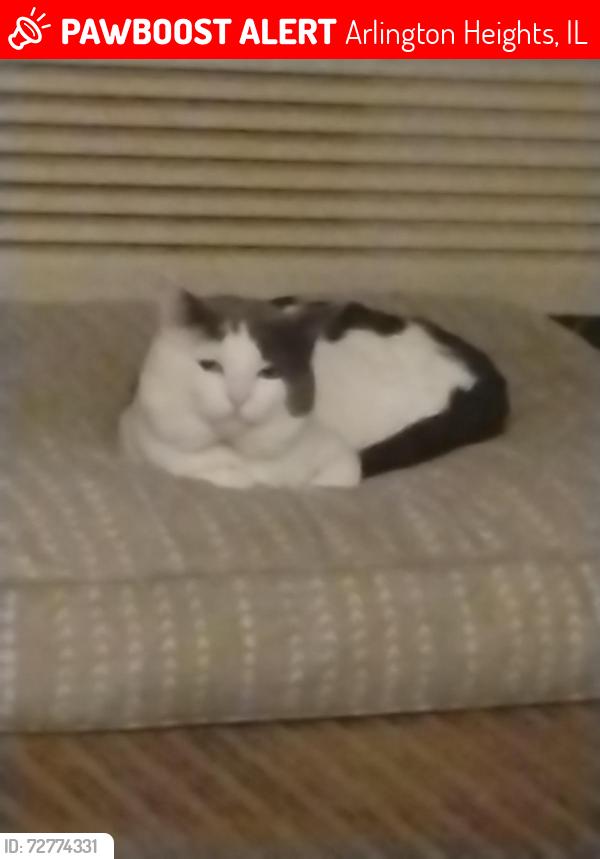 Lost Female Cat last seen Derbyshire and minor Arlington heights il 60004, Arlington Heights, IL 60004