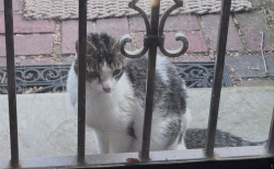 Found/Stray Unknown Cat last seen Henry Ave and Midvale, Philadelphia, PA 19129