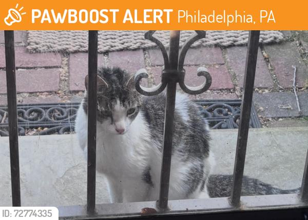 Found/Stray Unknown Cat last seen Henry Ave and Midvale, Philadelphia, PA 19129