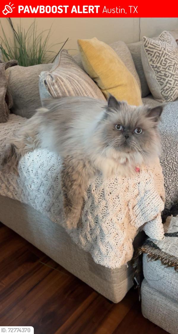 Lost Male Cat last seen Fergus path and Malcolm trl , Austin, TX 78754