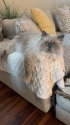Lost Male Cat last seen Fergus path and Malcolm trl , Austin, TX 78754