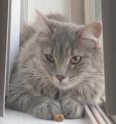 Lost Female Cat last seen Near Stanford Ct, Irvine CA, Irvine, CA 92612