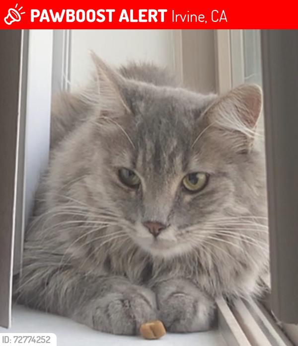 Lost Female Cat last seen Near Stanford Ct, Irvine CA, Irvine, CA 92612