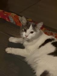 Found/Stray Female Cat last seen Branch street , Nashville, TN 37216