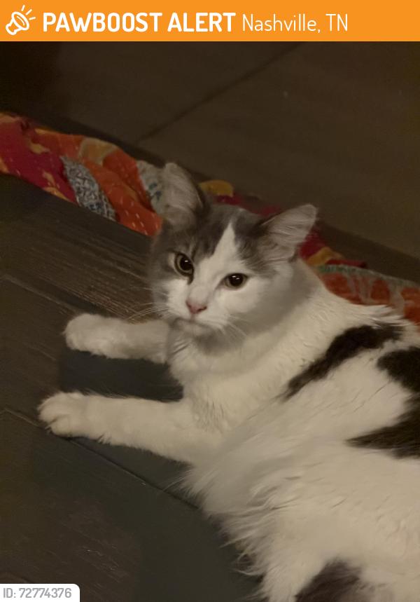 Found/Stray Female Cat last seen Branch street , Nashville, TN 37216