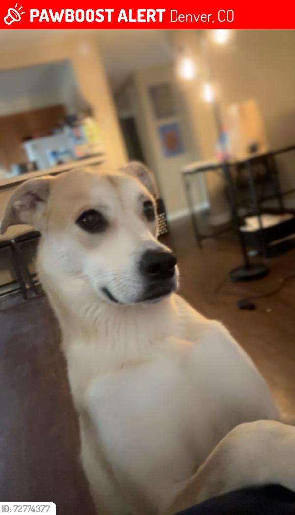 Lost Female Dog last seen 13th and high st, Denver, CO 80205