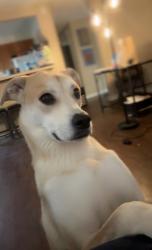 Lost Female Dog last seen 13th and high st, Denver, CO 80205