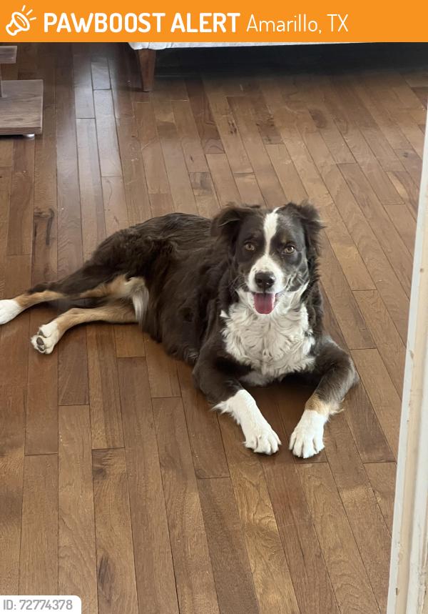 Found/Stray Female Dog last seen 12th ave, Amarillo, TX 79101