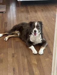 Found/Stray Female Dog last seen 12th ave, Amarillo, TX 79101