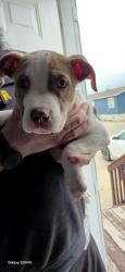 Lost Male Dog last seen Williams St , Cheyenne, WY 82007